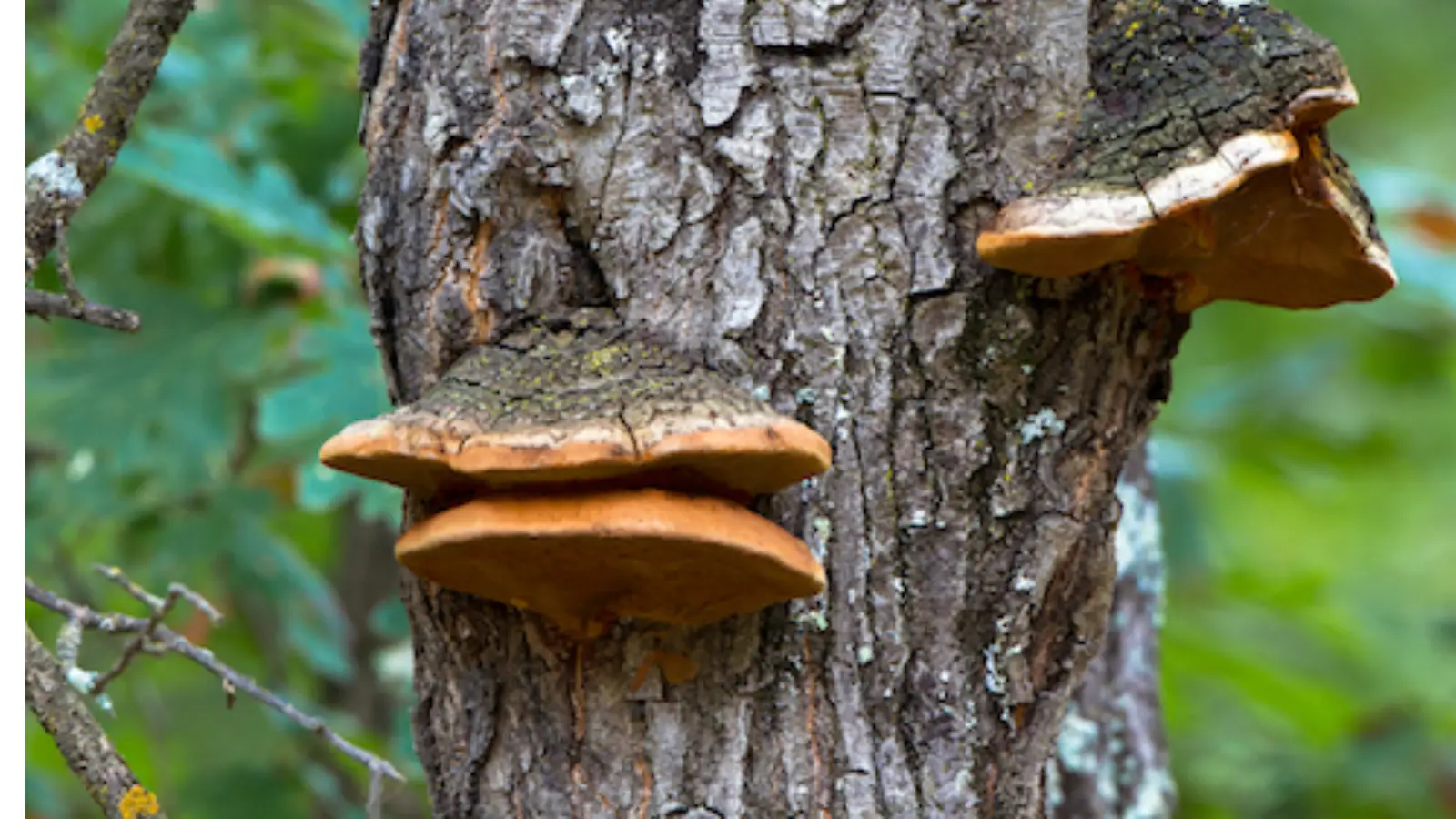 5 jel, amit jó ha észre veszel egy fán.