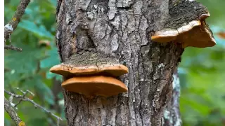 5 jel, amit jó ha észre veszel egy fán.